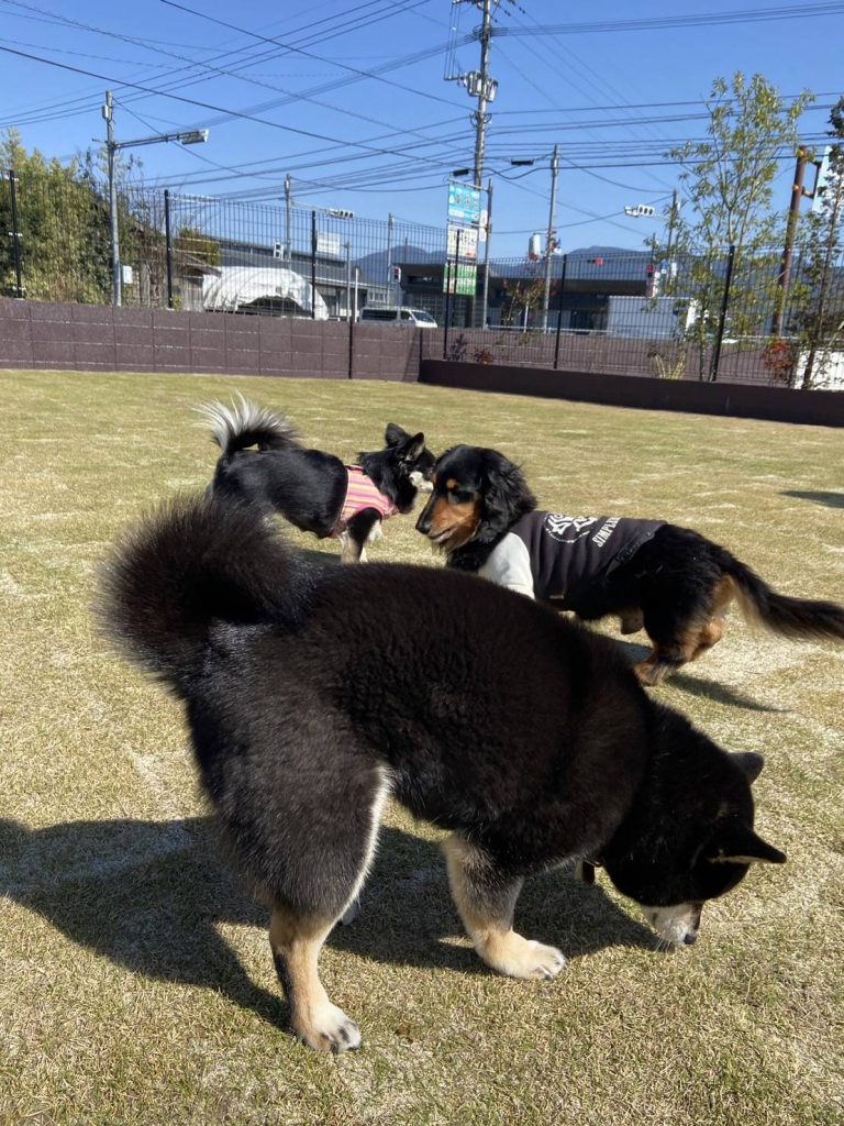 あさぎり町のドッグラン